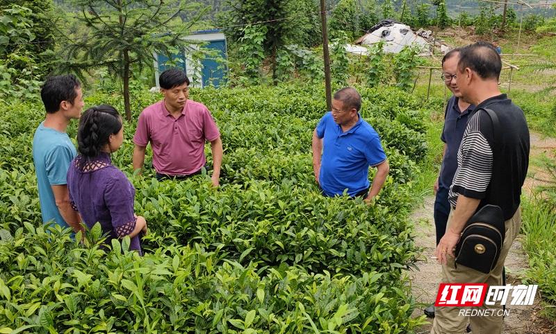 生态茶园人才招聘信息网——探索绿色职业发展的未来之路